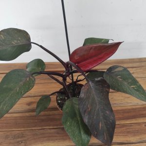 Philodendron Orange Princess V.14