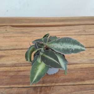 Labisia Pumila - V.8