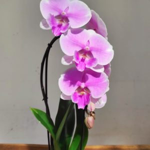 Phalaenopsis Cascade - 1 Haste