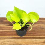 Epipremnum Pinnatum Golden Pothos