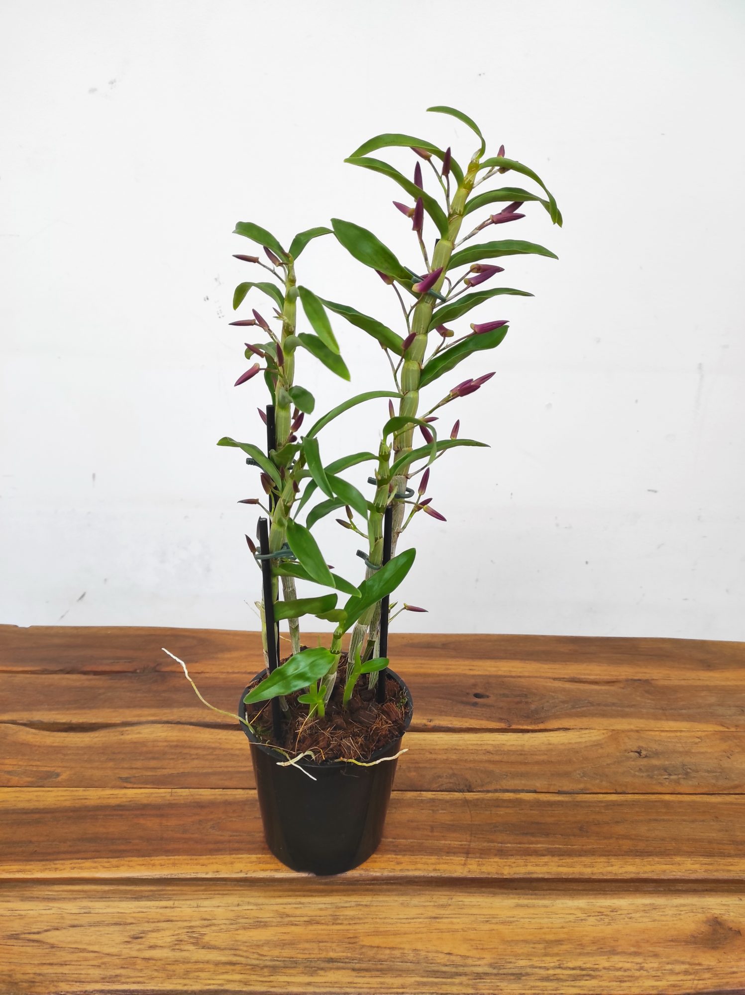 Dendrobium Rainbow Dance - V.12 - Image 2