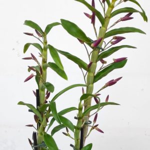 Dendrobium Rainbow Dance - V.12
