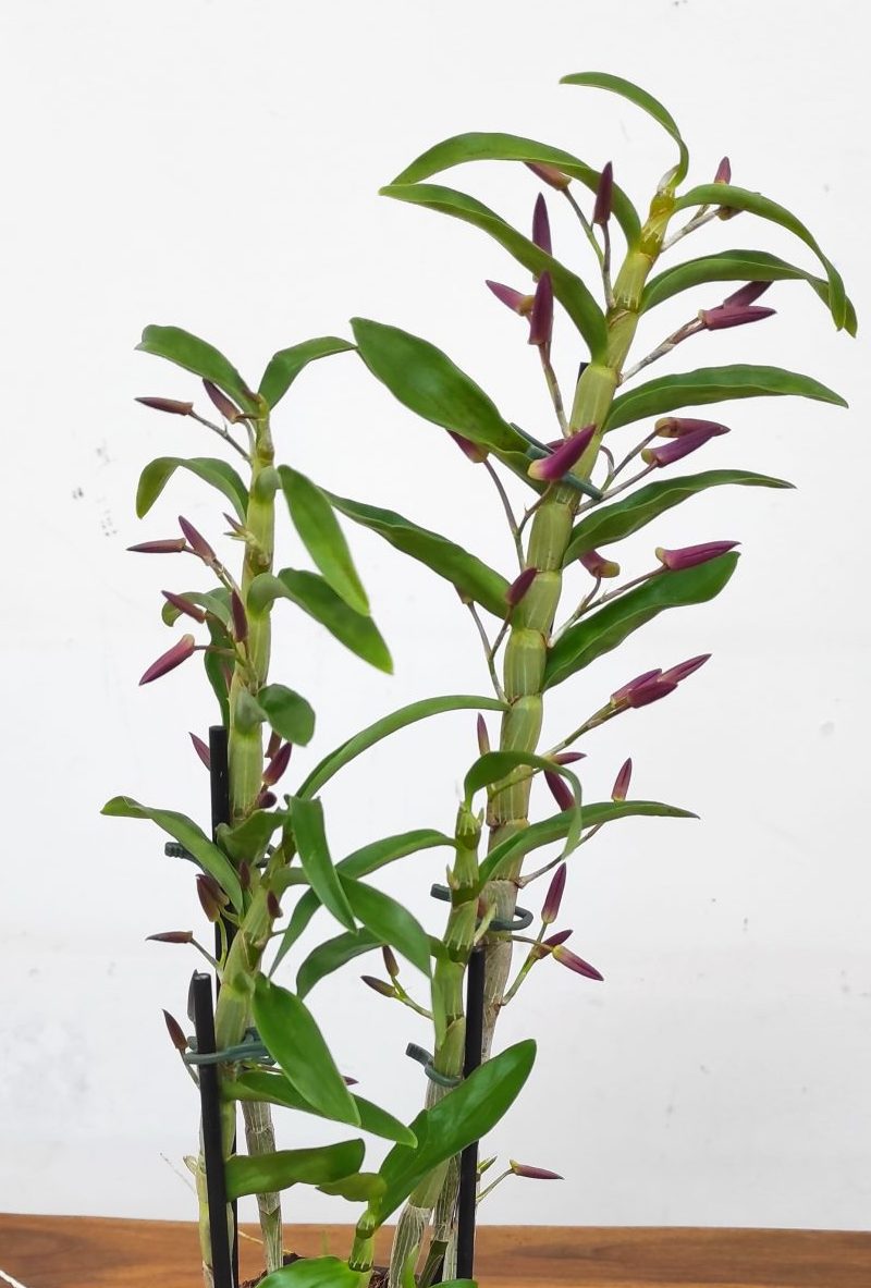 Dendrobium Rainbow Dance - V.12
