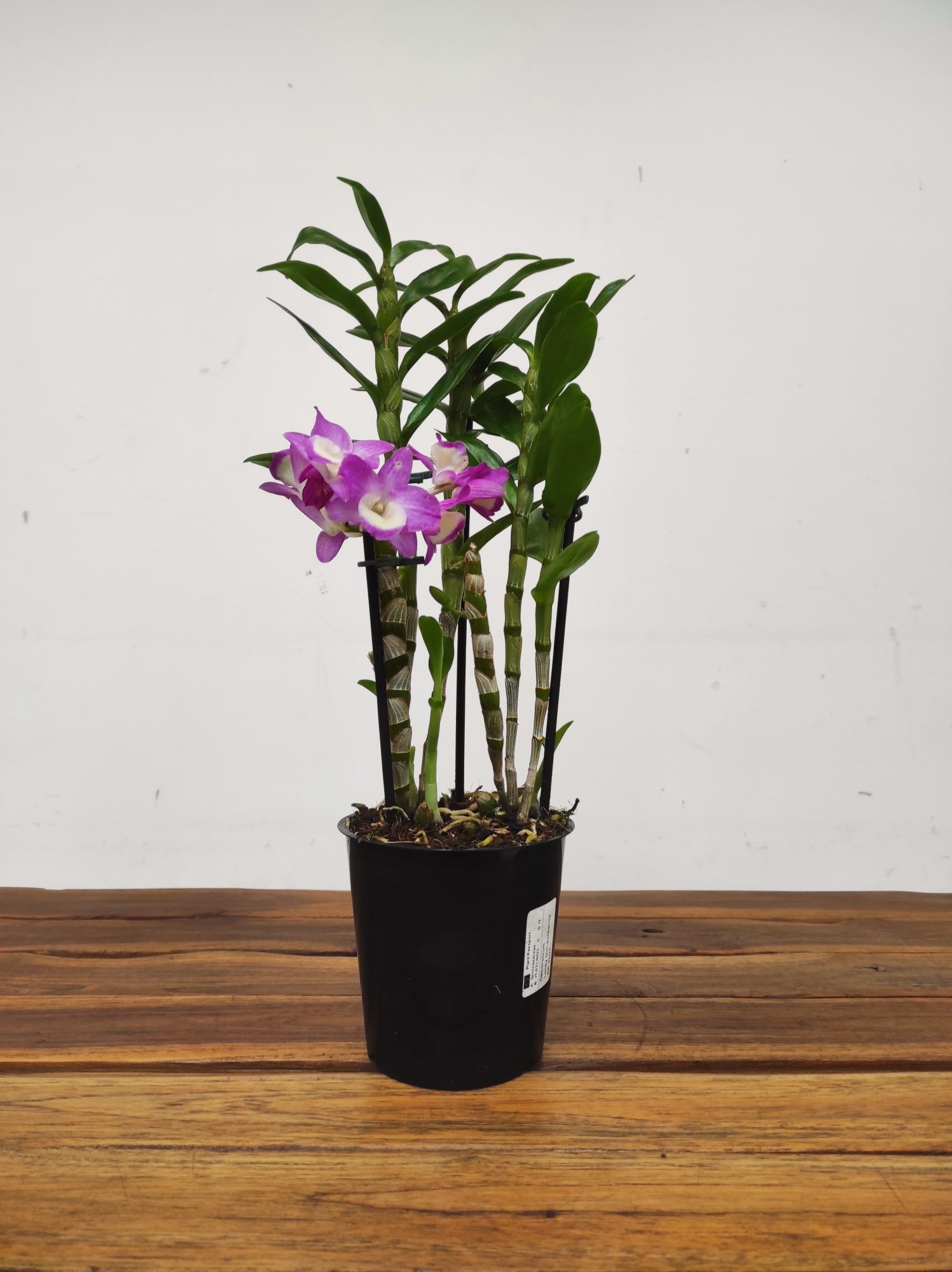 Dendrobium Lucky Girl - V.12 - Image 2