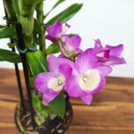 Dendrobium Lucky Girl  - V.12
