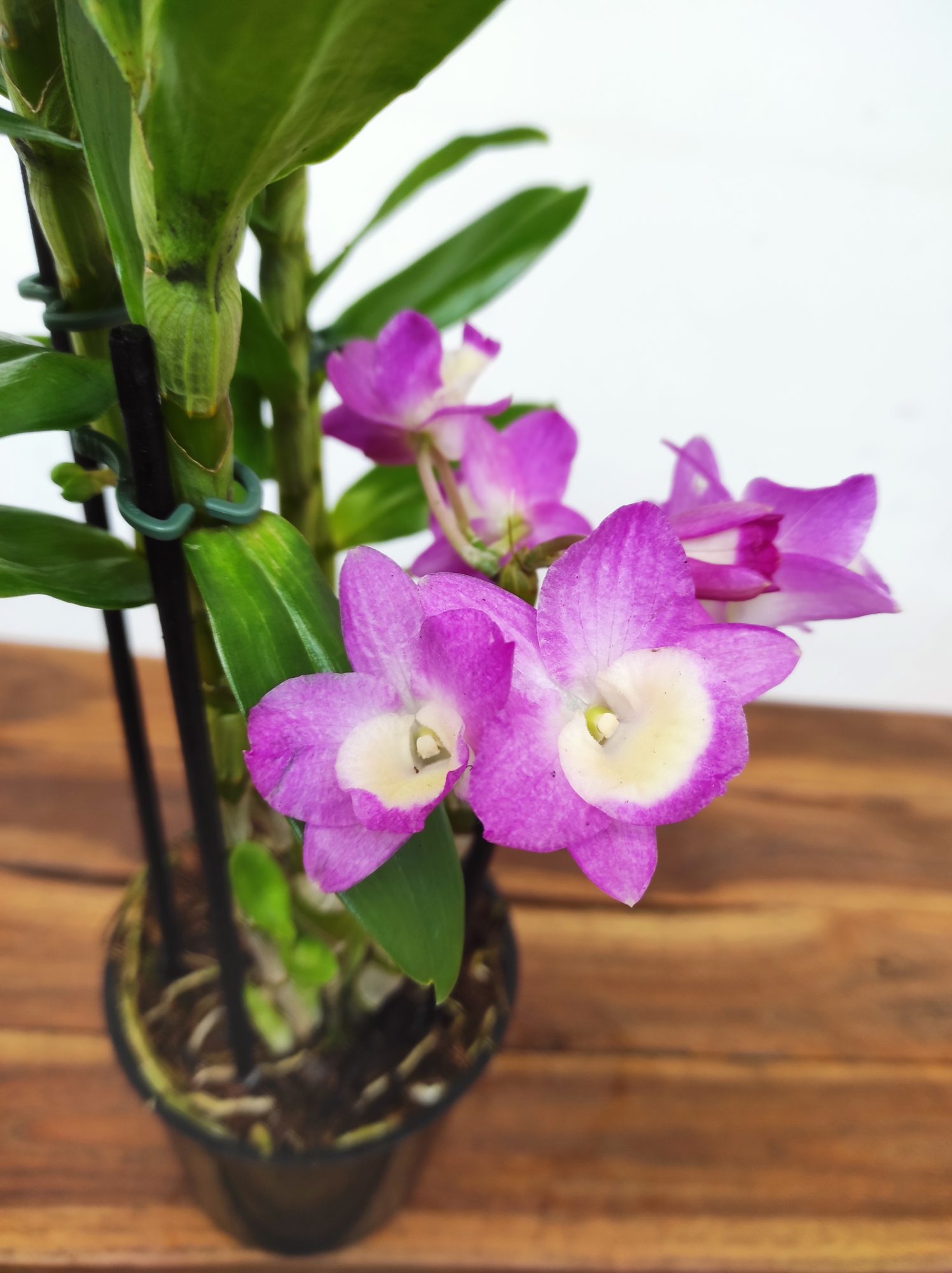 Dendrobium Lucky Girl - V.12
