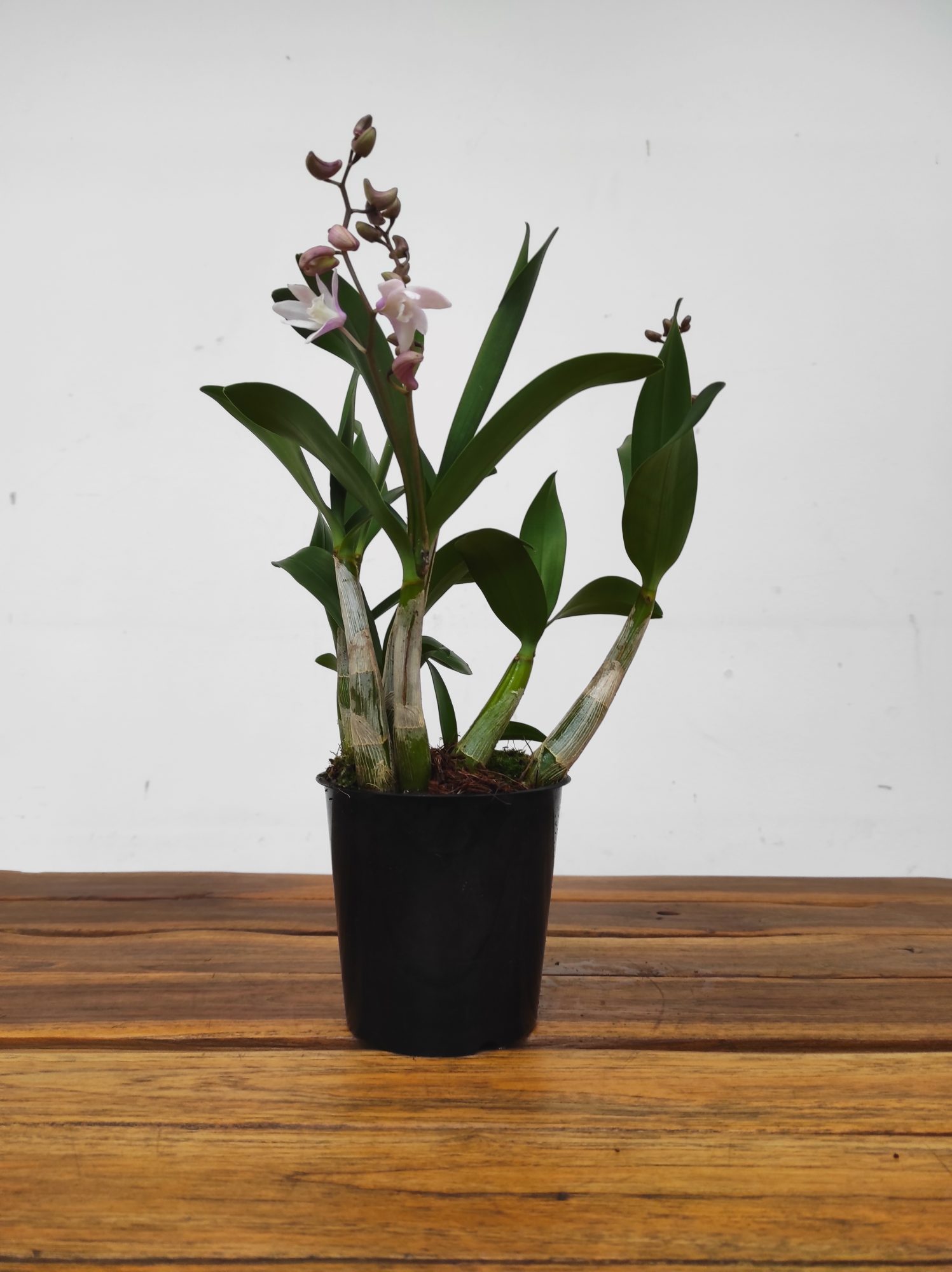 Dendrobium Kingianum x Periculatum - V.12 - Image 3