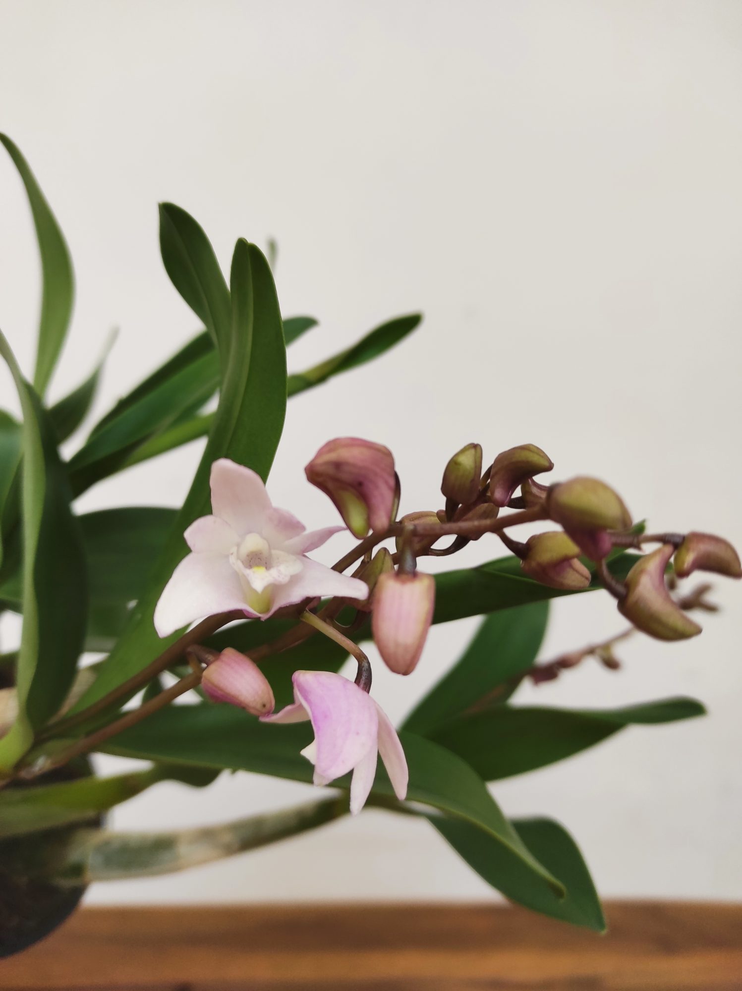Dendrobium Kingianum x Periculatum - V.12 - Image 2