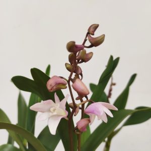 Dendrobium Kingianum x Periculatum - V.12