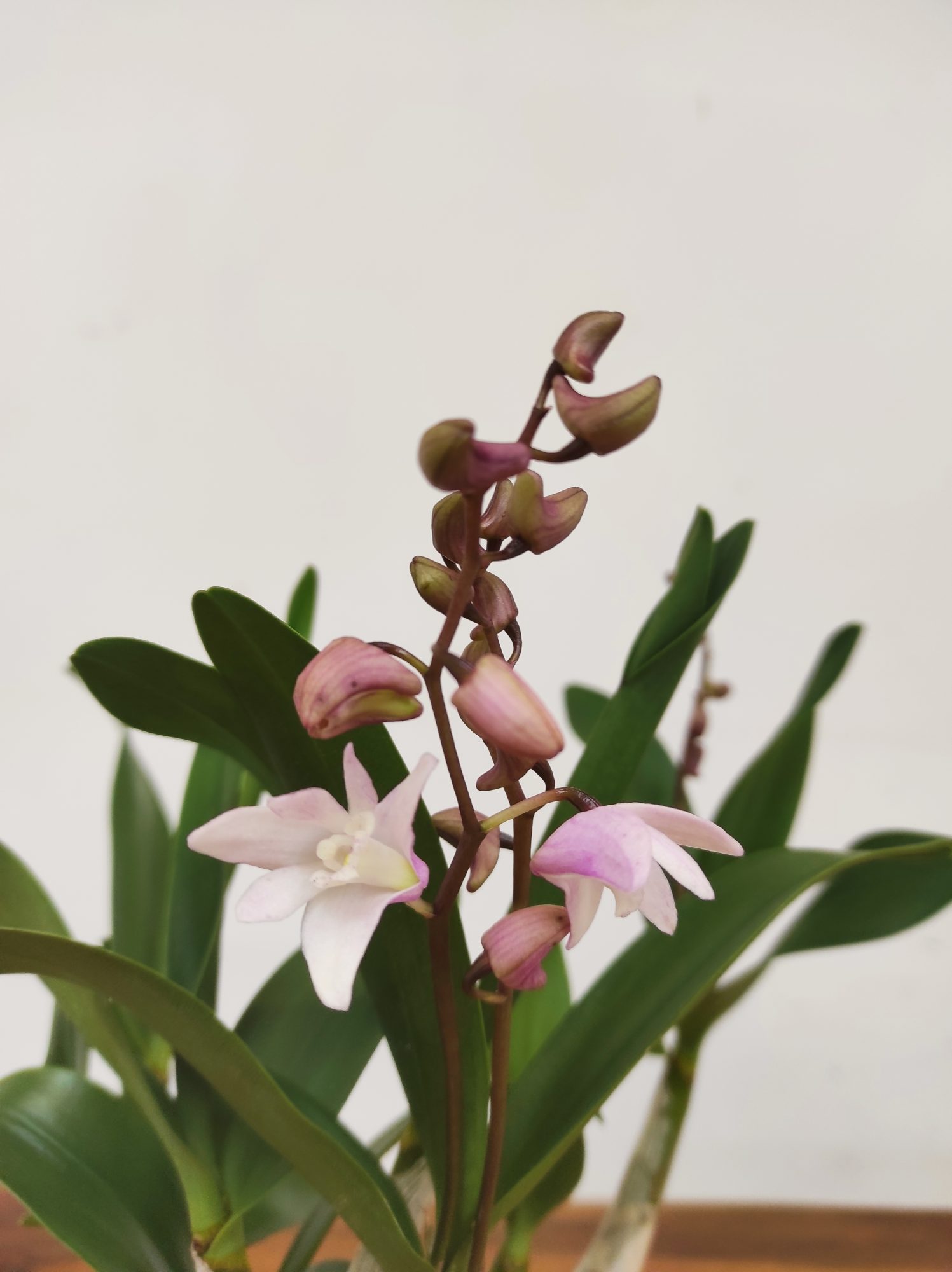 Dendrobium Kingianum x Periculatum - V.12