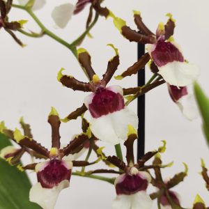 Miltonidium Painter Delight - V.12