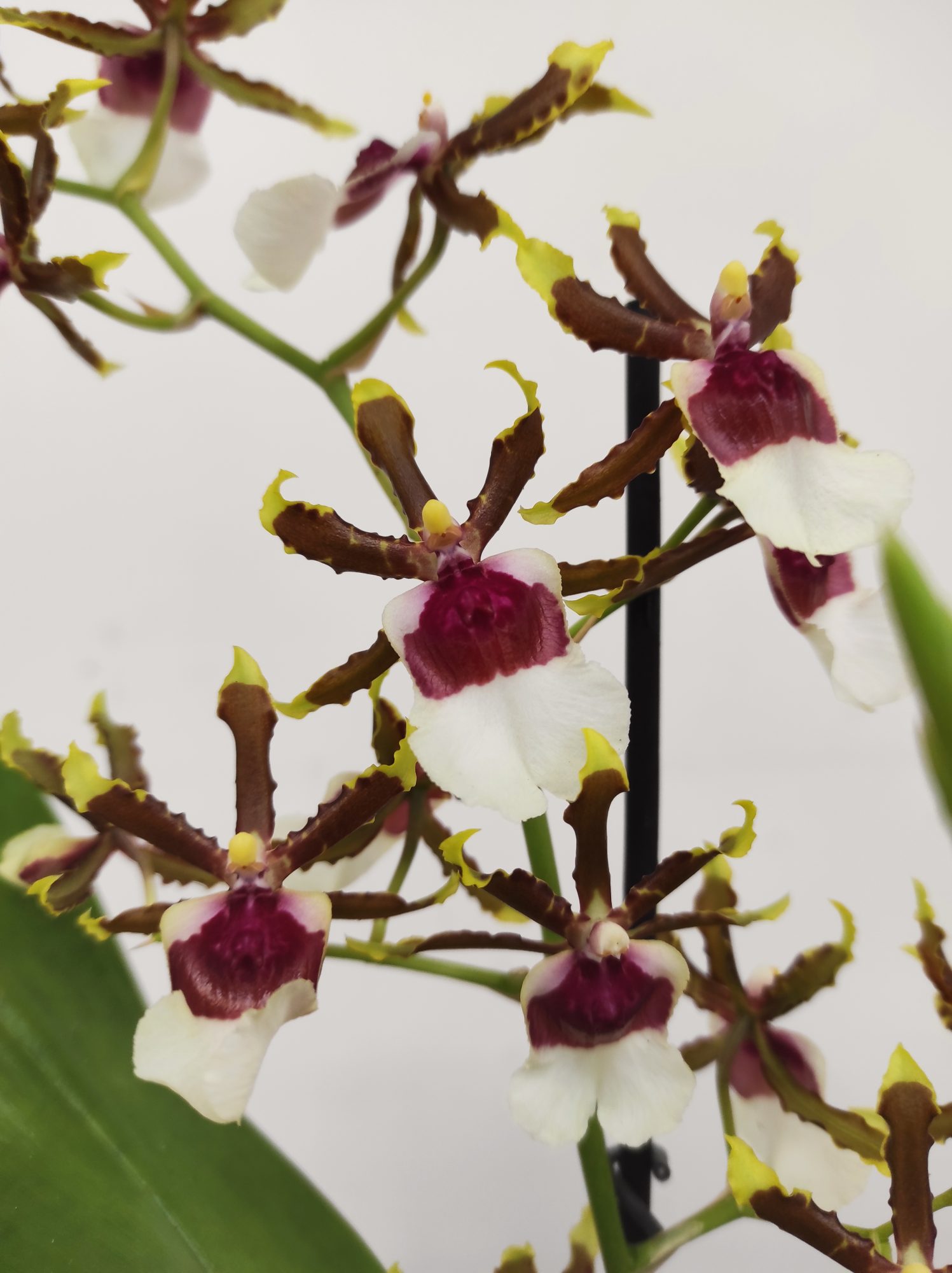 Miltonidium Painter Delight - V.12