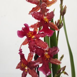 Oncidium Mariechen 2/3 Hastes - V.12