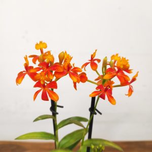 Epidendron Laranja - V.9