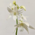 Dendrobium Ida 1/2 Hastes - V.12