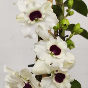 Dendrobium Diamond - V.12
