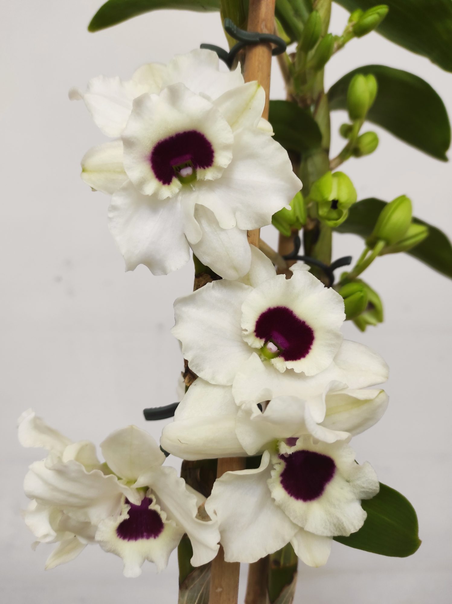 Dendrobium Diamond - V.12