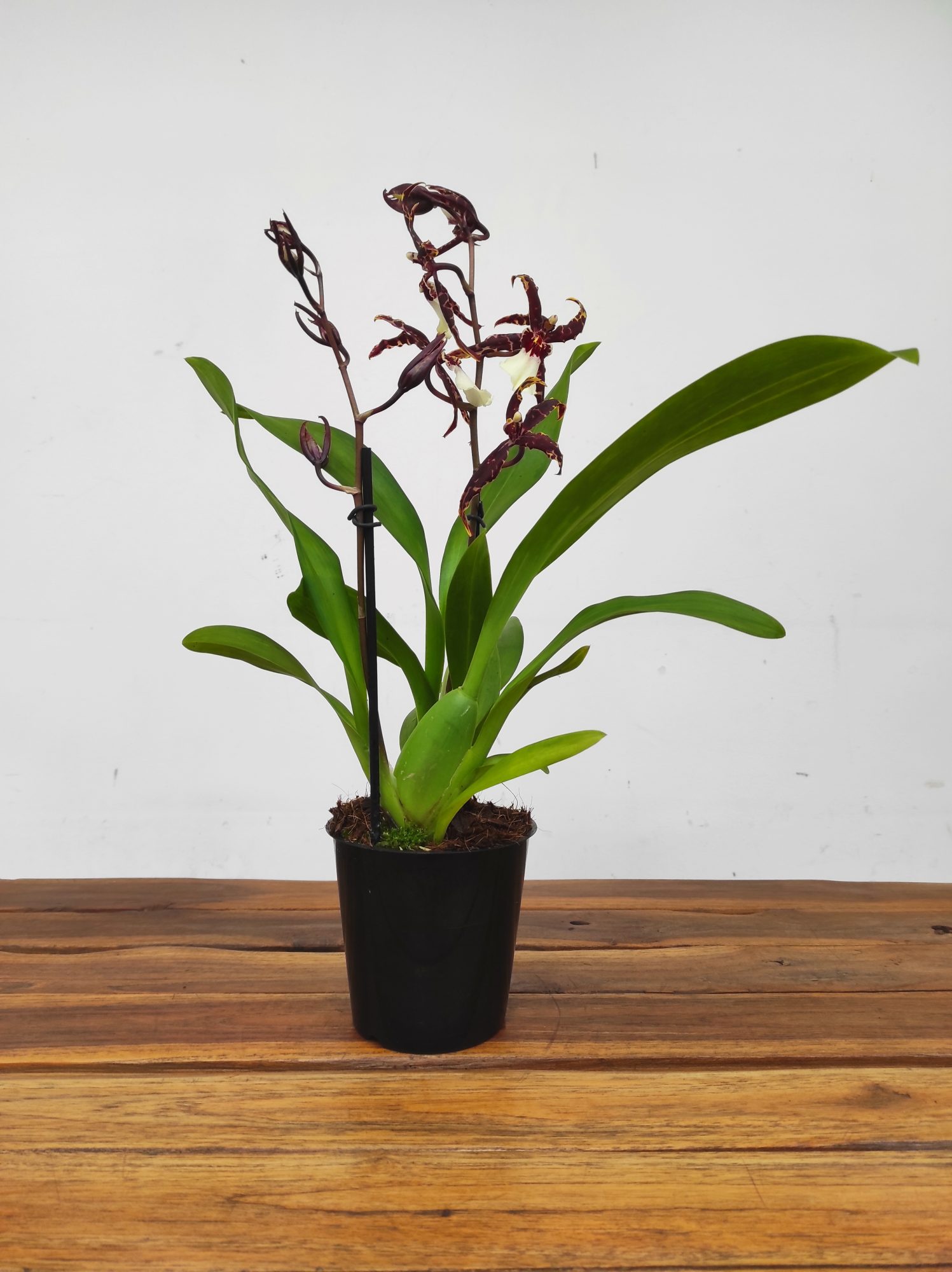 Beallara Kathrin - V.12 - Image 2