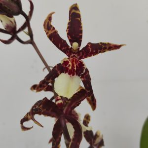 Beallara Kathrin - V.12