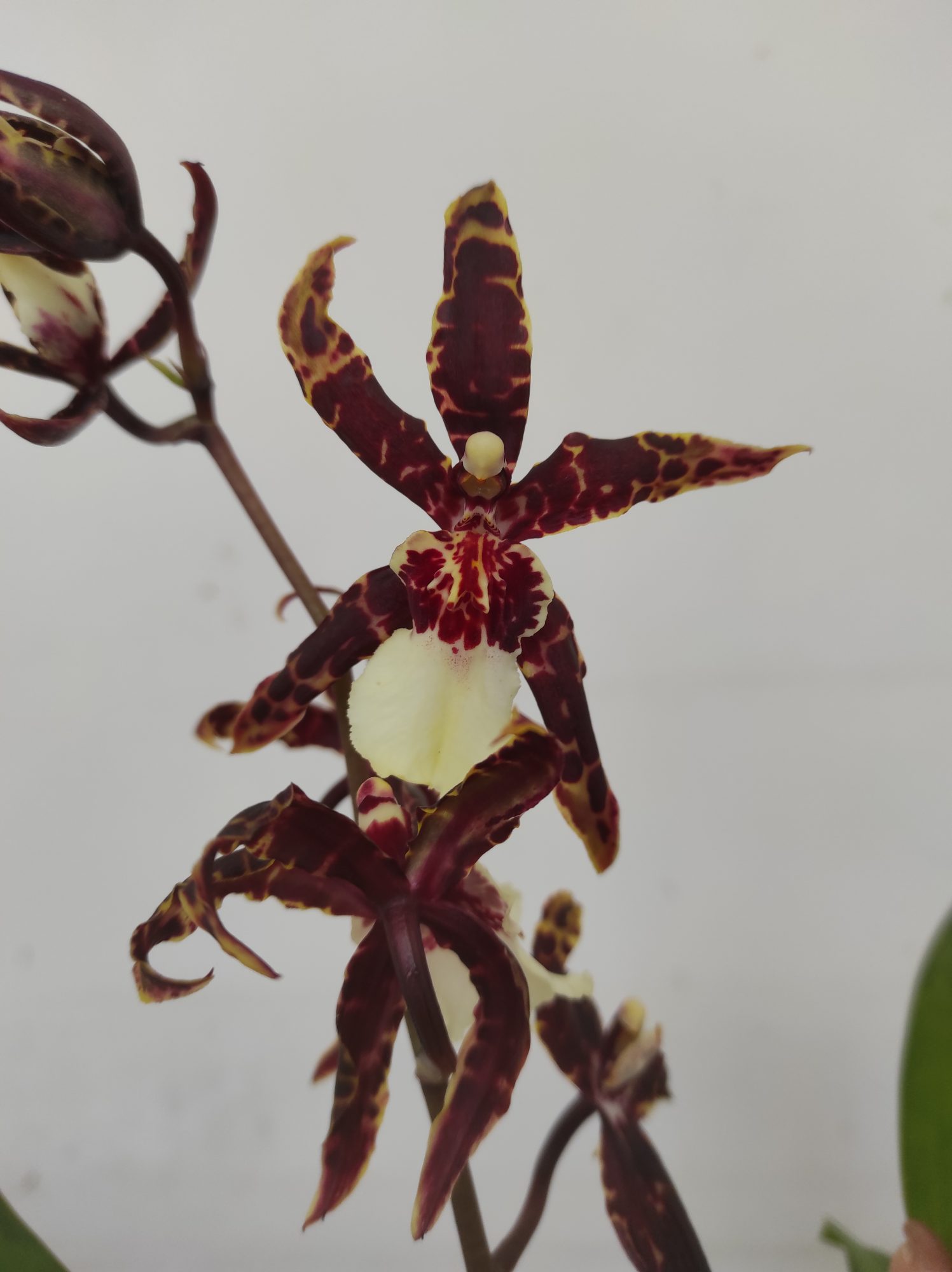 Beallara Kathrin - V.12