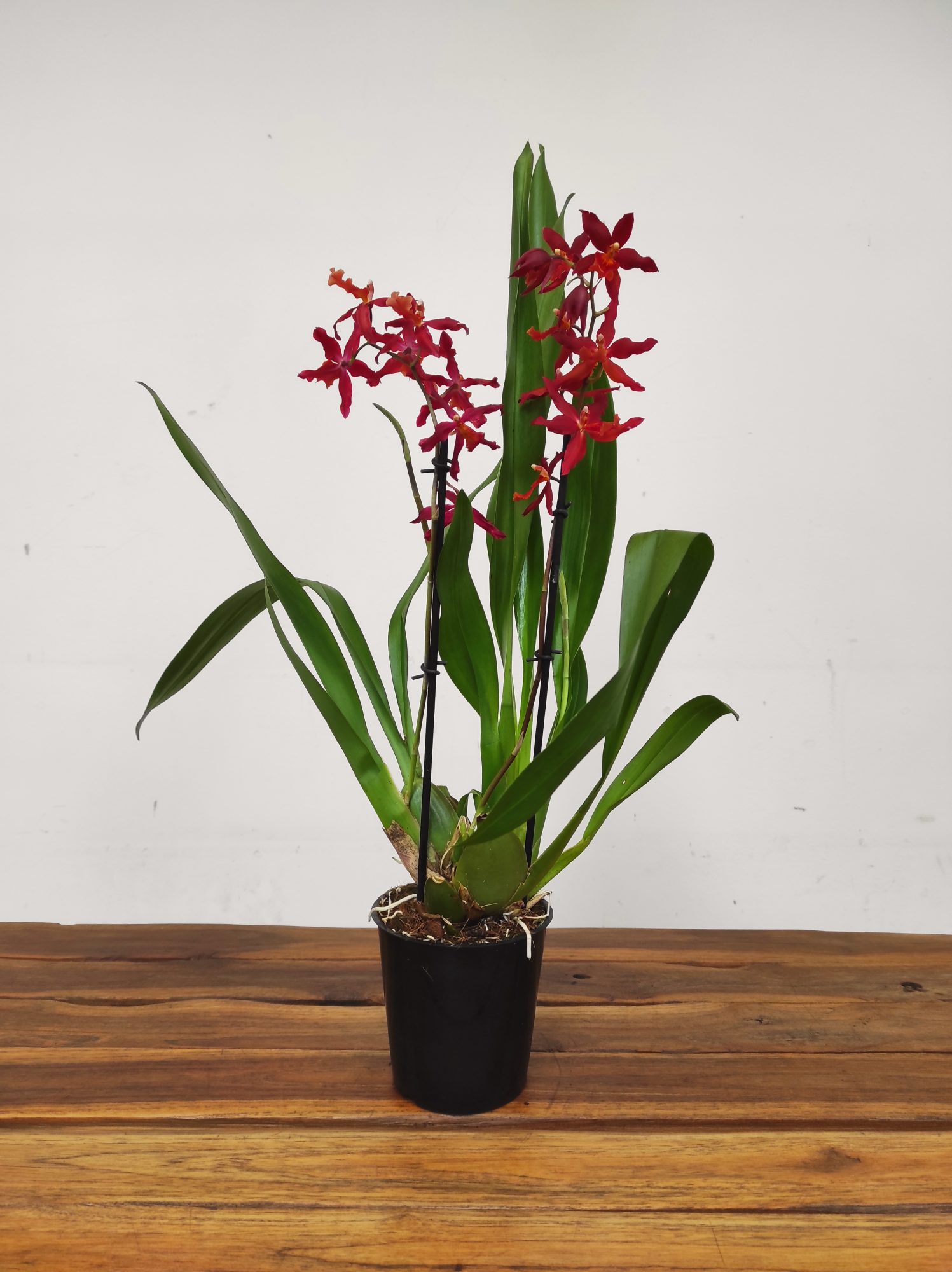 Burrageara Herta - 2 Hastes - Image 2