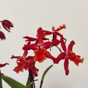 Burrageara Herta - 2 Hastes