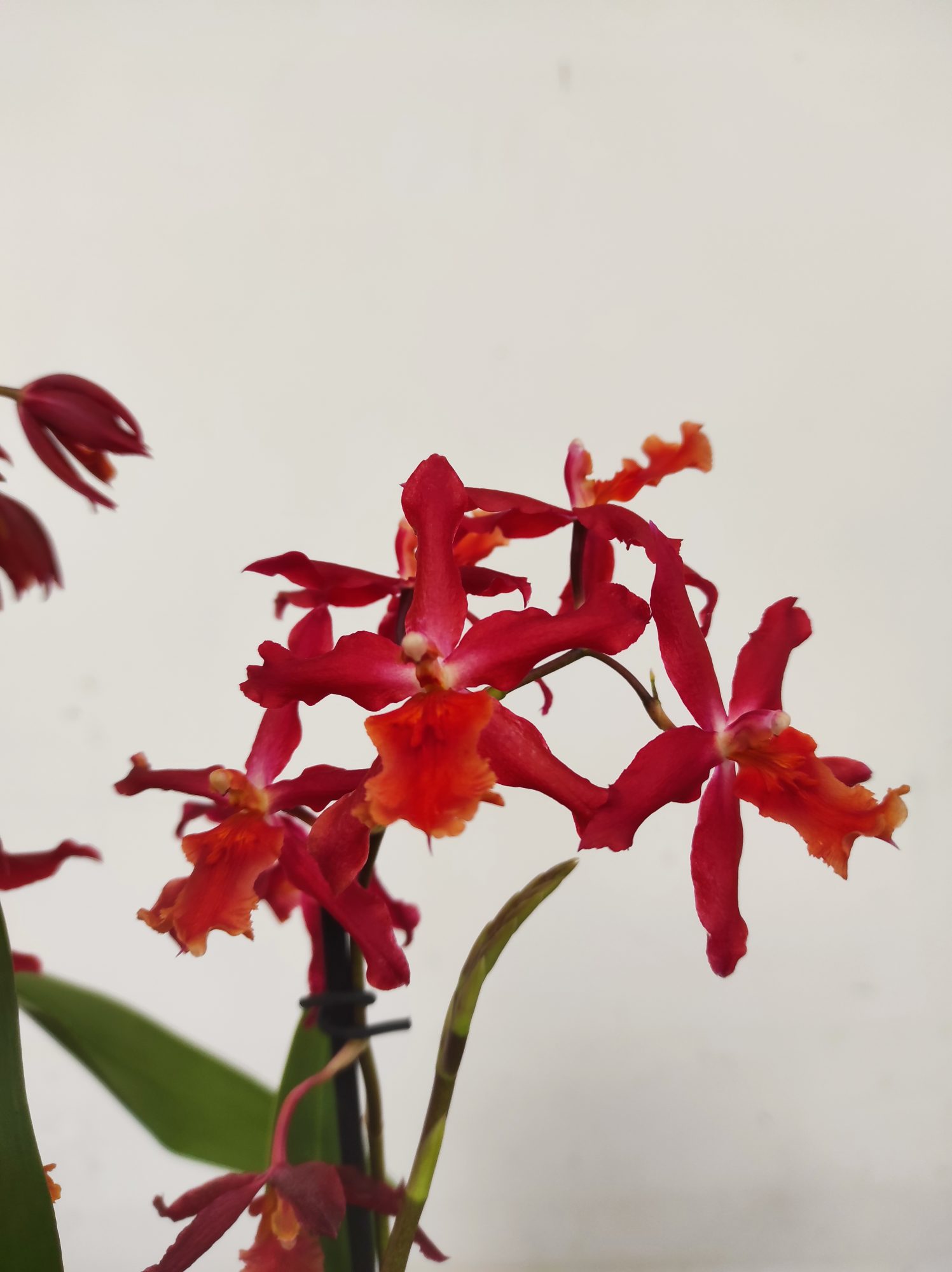 Burrageara Herta - 2 Hastes