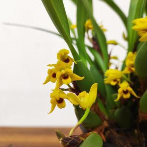 Maxillaria Variabilis - V.12