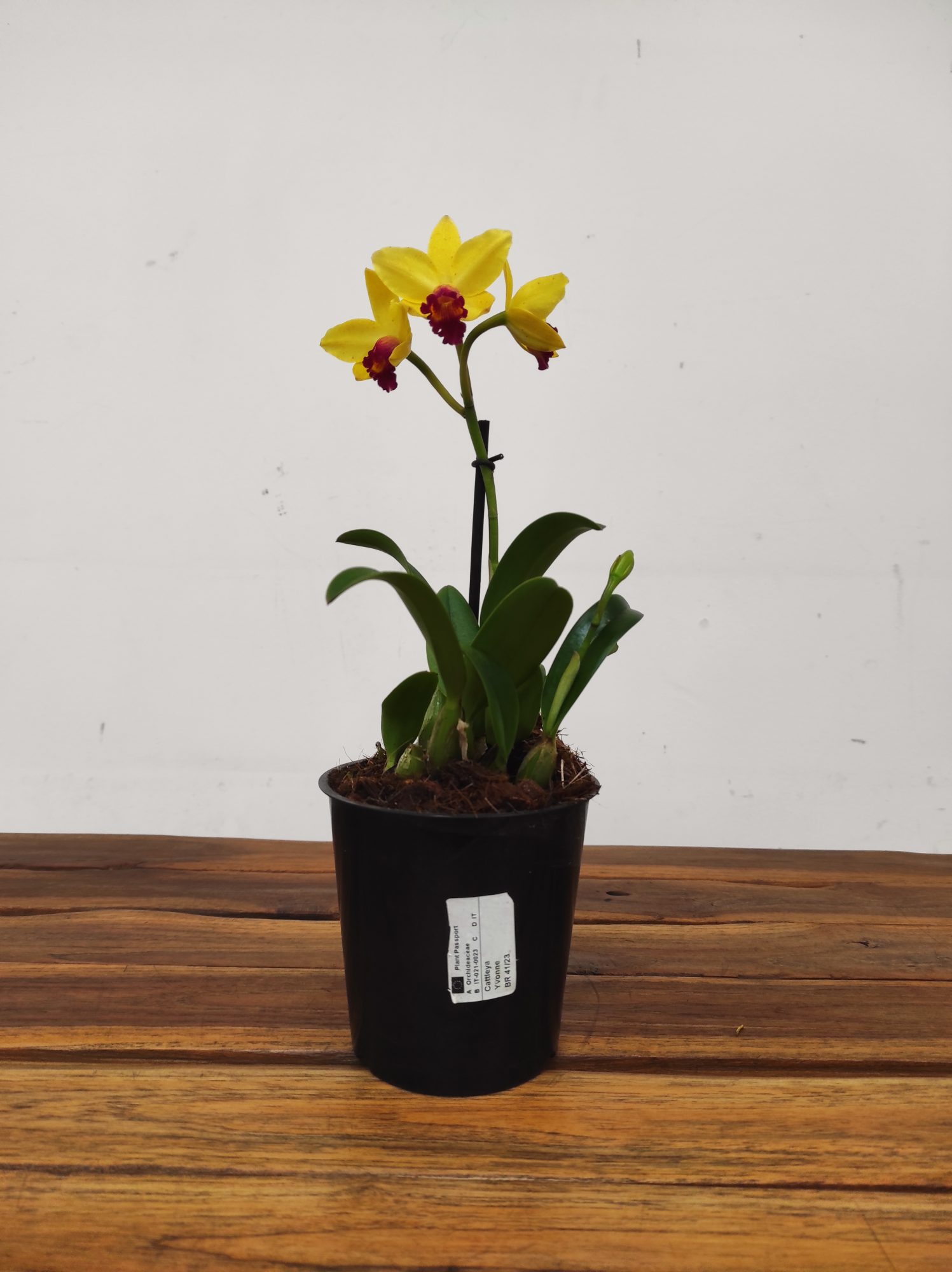 Cattleya - V.12 - Image 2