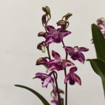 Dendrobium Splash V.12