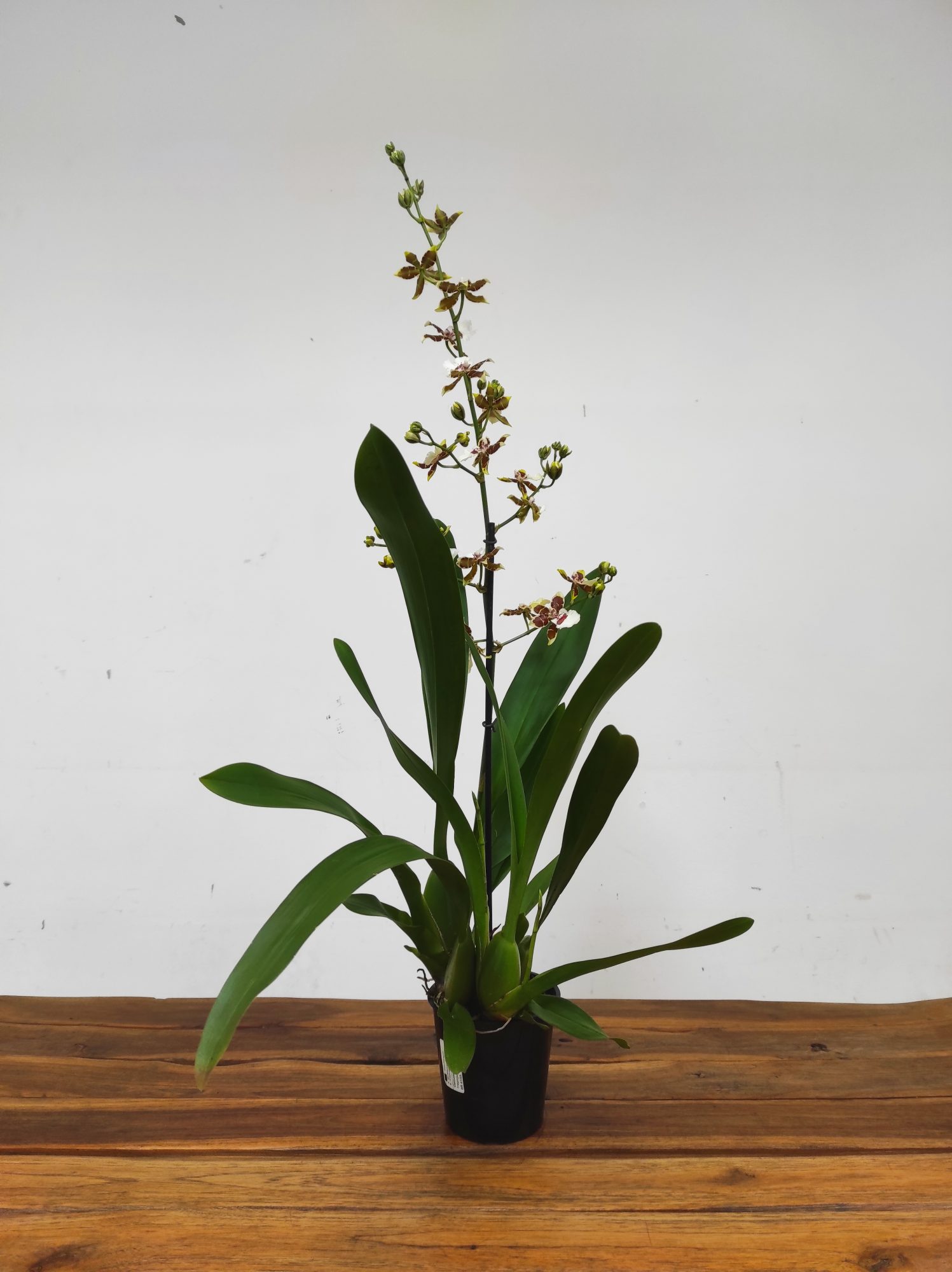 Cambria 1 Haste - V.12 - Image 2