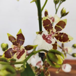 Cambria 1 Haste - V.12