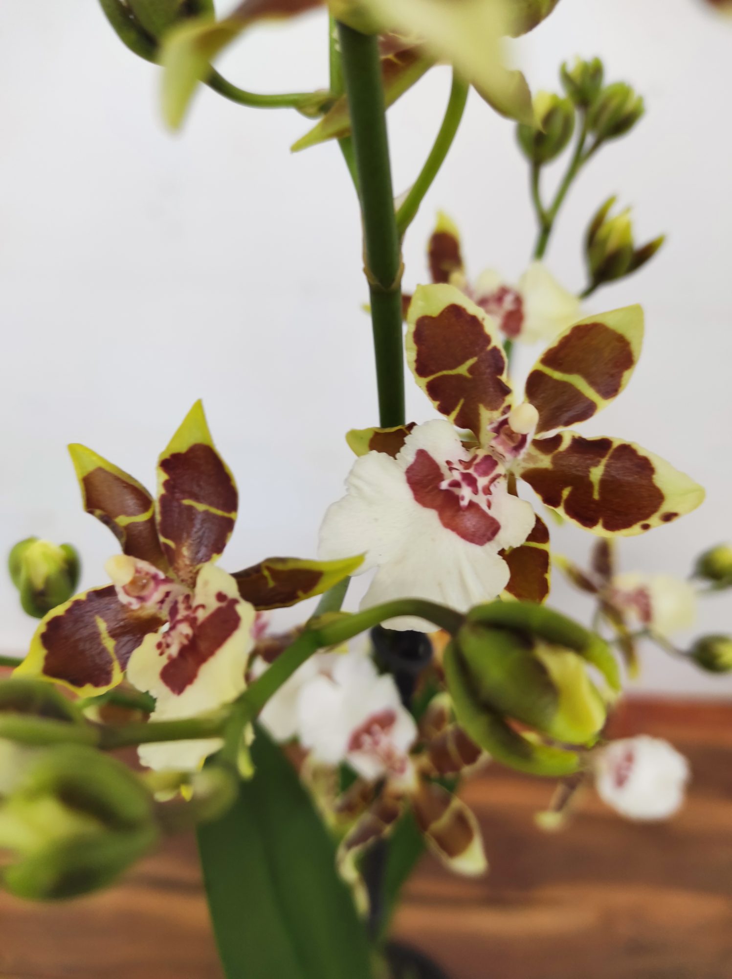 Cambria 1 Haste - V.12