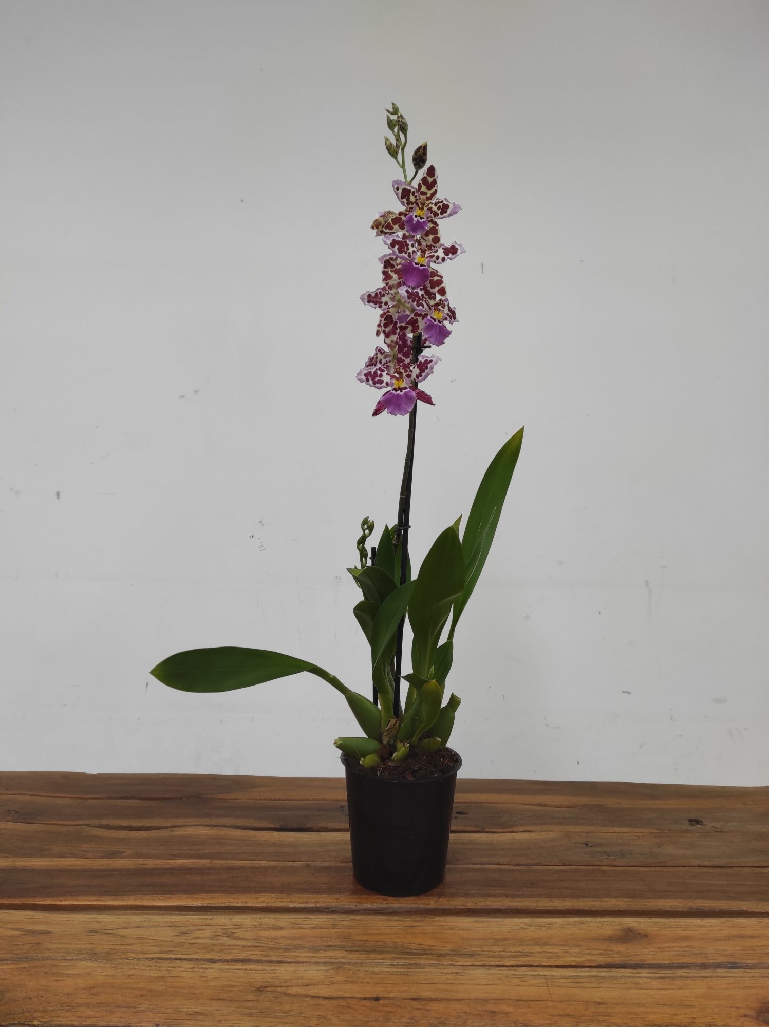 Cambria 1 Haste - V.12 - Image 2