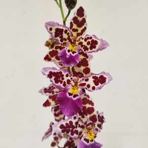 Cambria 1 Haste - V.12