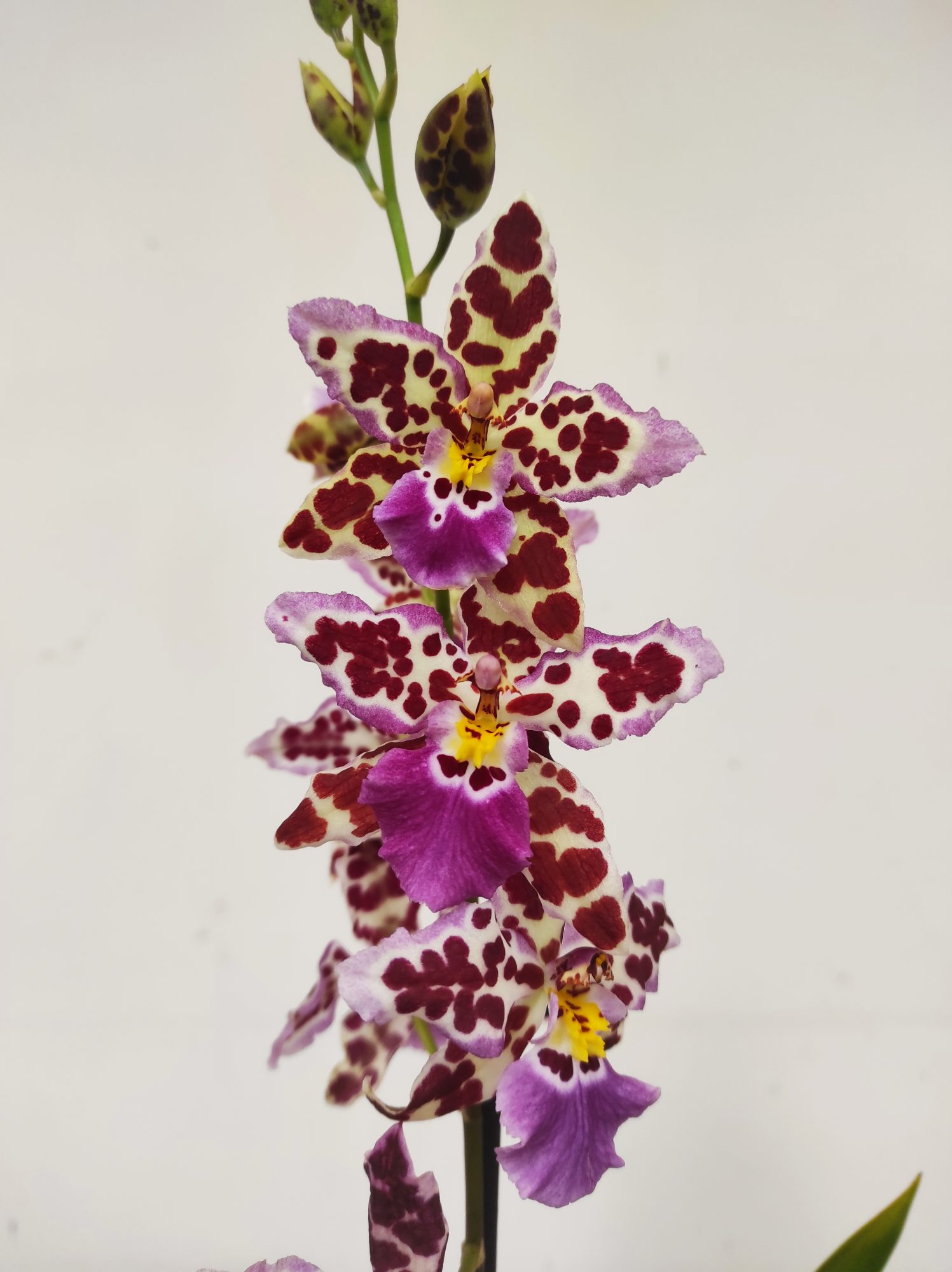 Cambria 1 Haste - V.12