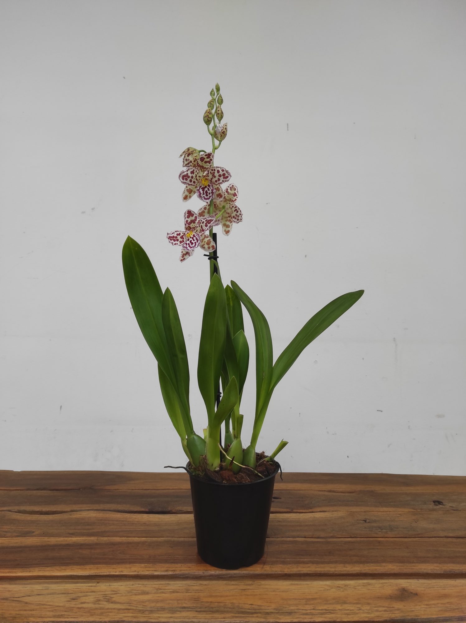 Cambria 1 Haste - V.12 - Image 2