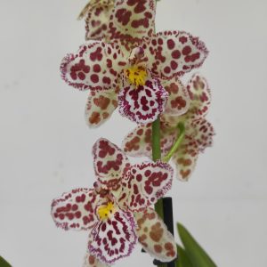 Cambria 1 Haste - V.12