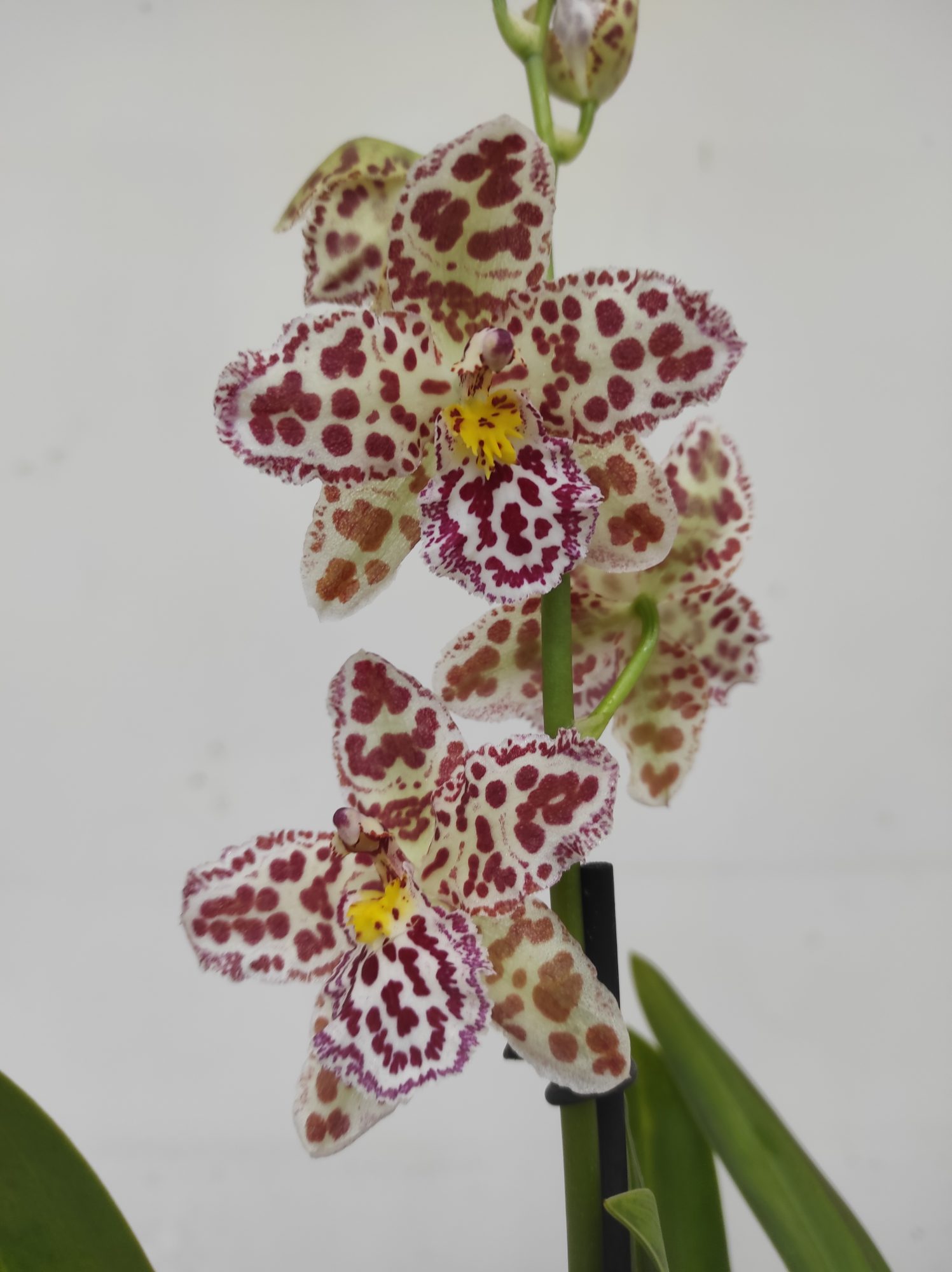 Cambria 1 Haste - V.12