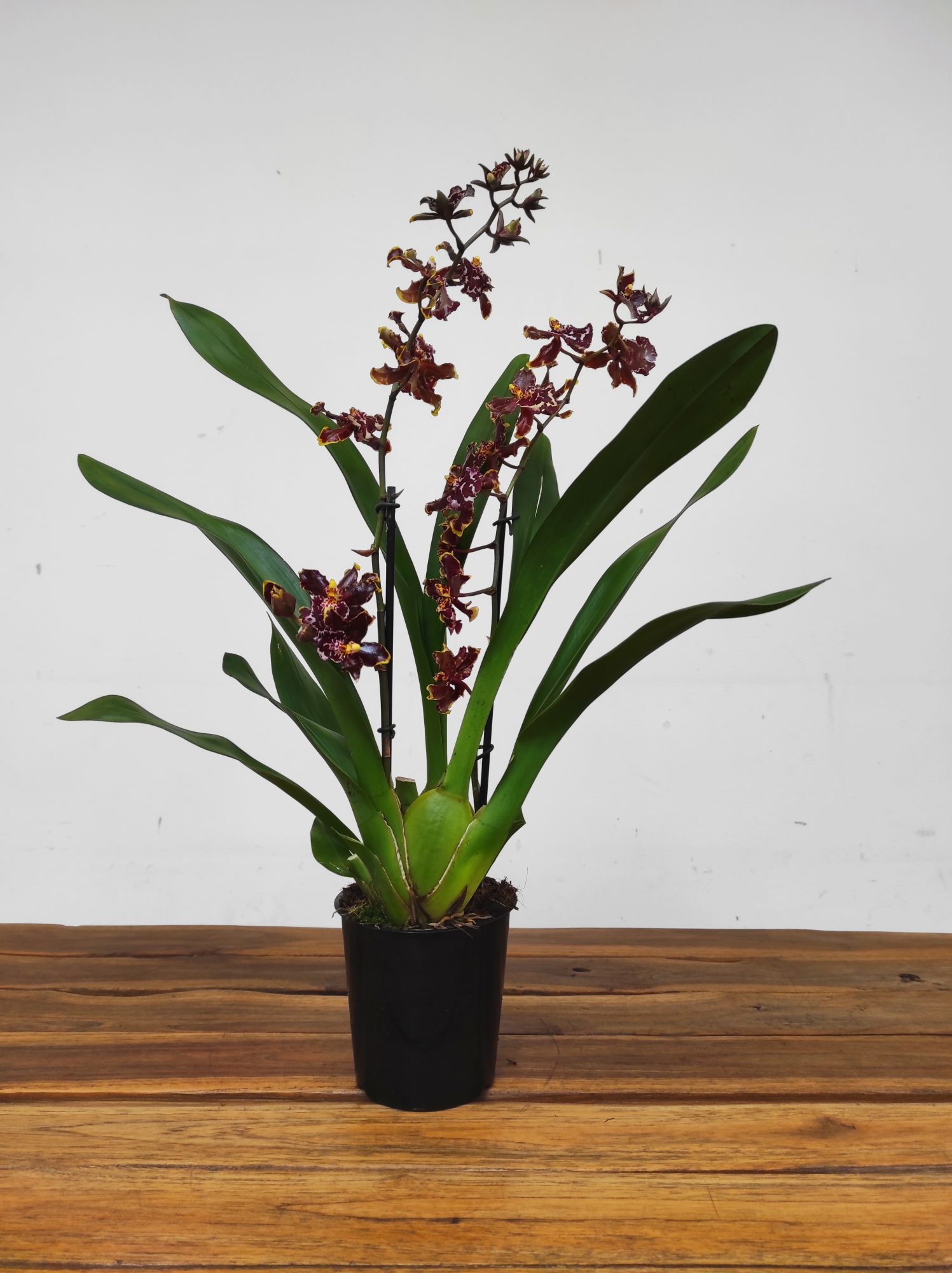 Cambria 1 Haste - V.12 - Image 2