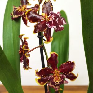 Cambria 1 Haste - V.12