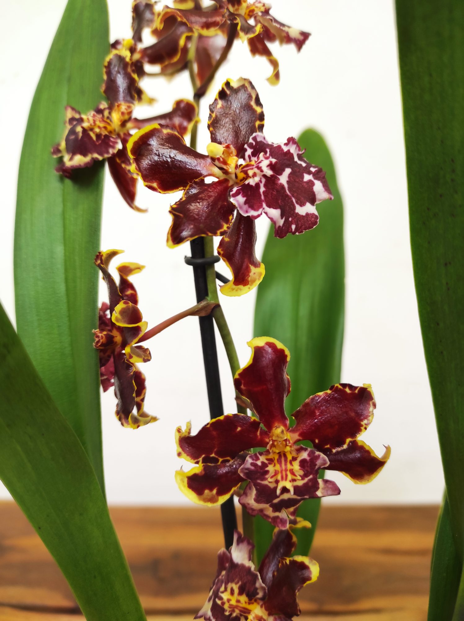 Cambria 1 Haste - V.12