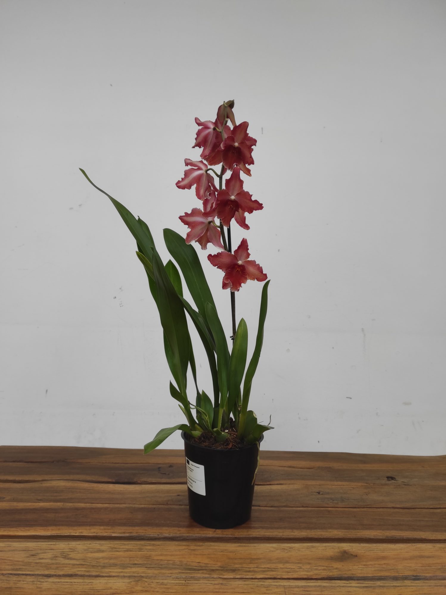 Cambria 1 Haste - V.12 - Image 2