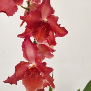 Cambria 1 Haste - V.12