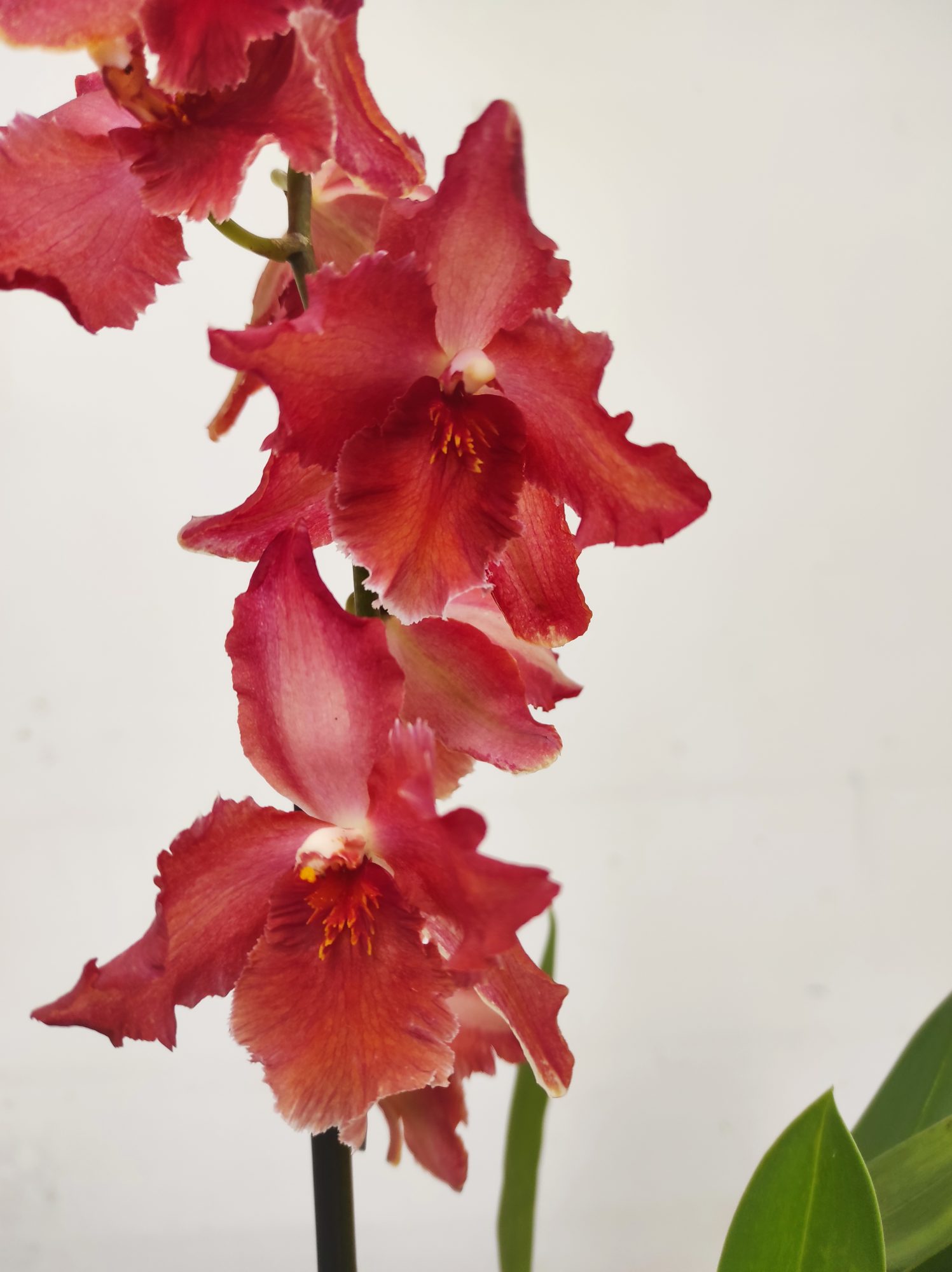 Cambria 1 Haste - V.12