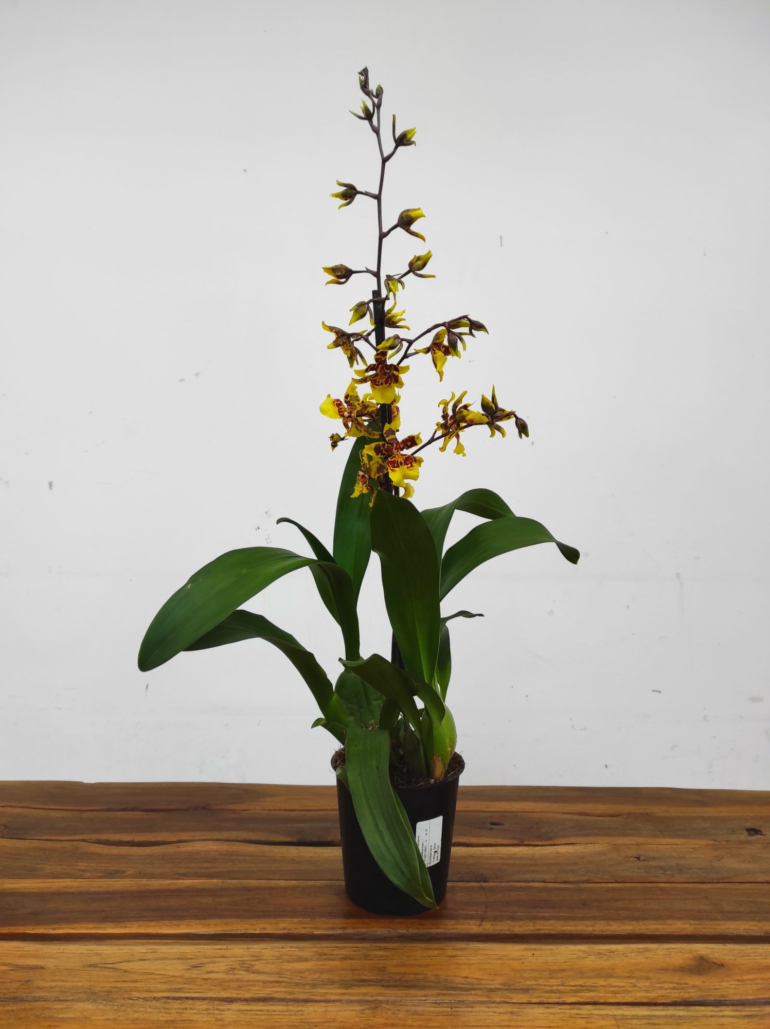 Cambria 1 Haste - V.12 - Image 2