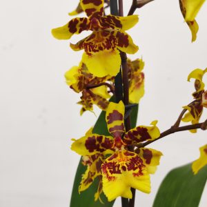 Cambria 1 Haste - V.12