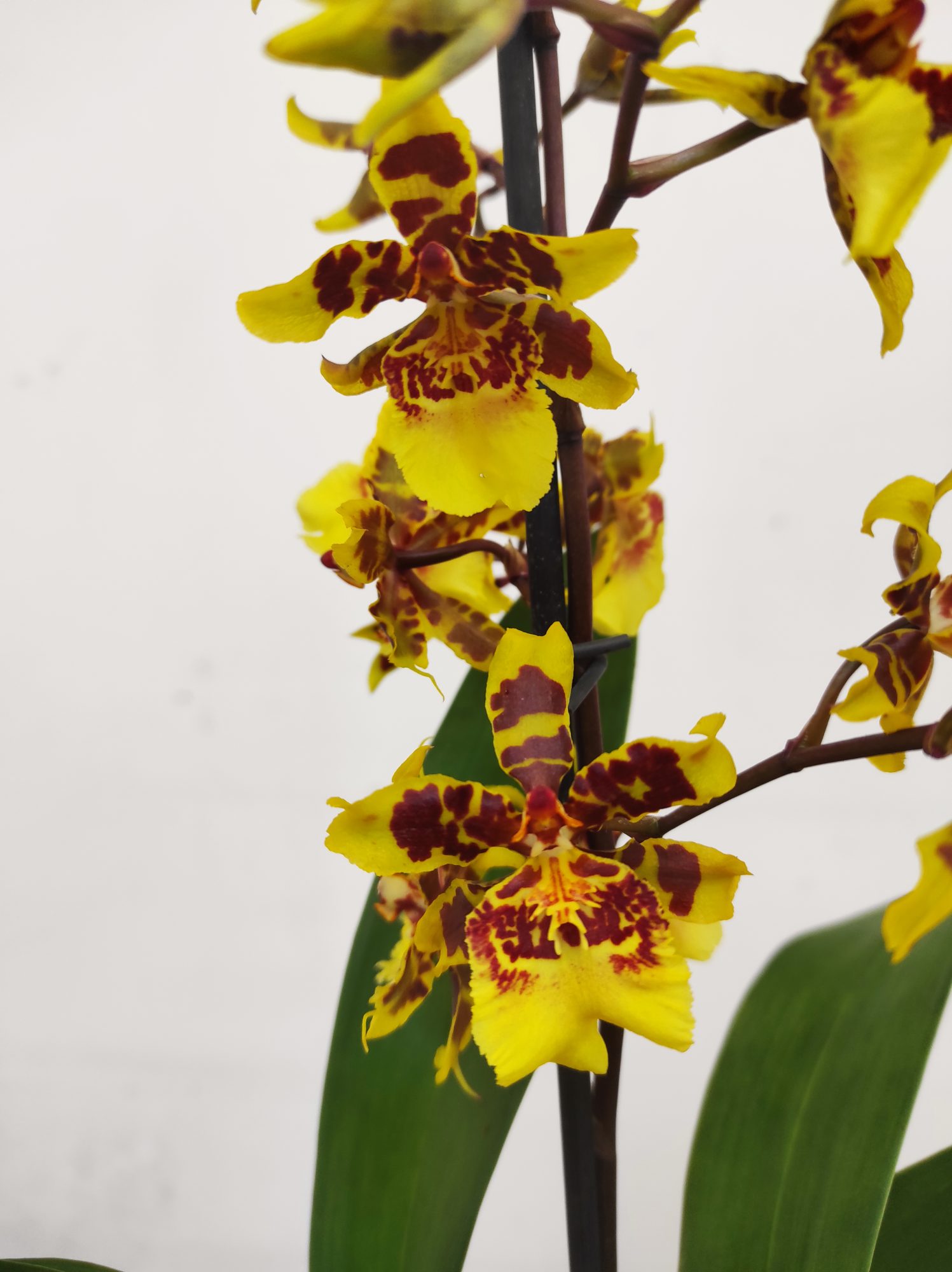 Cambria 1 Haste - V.12