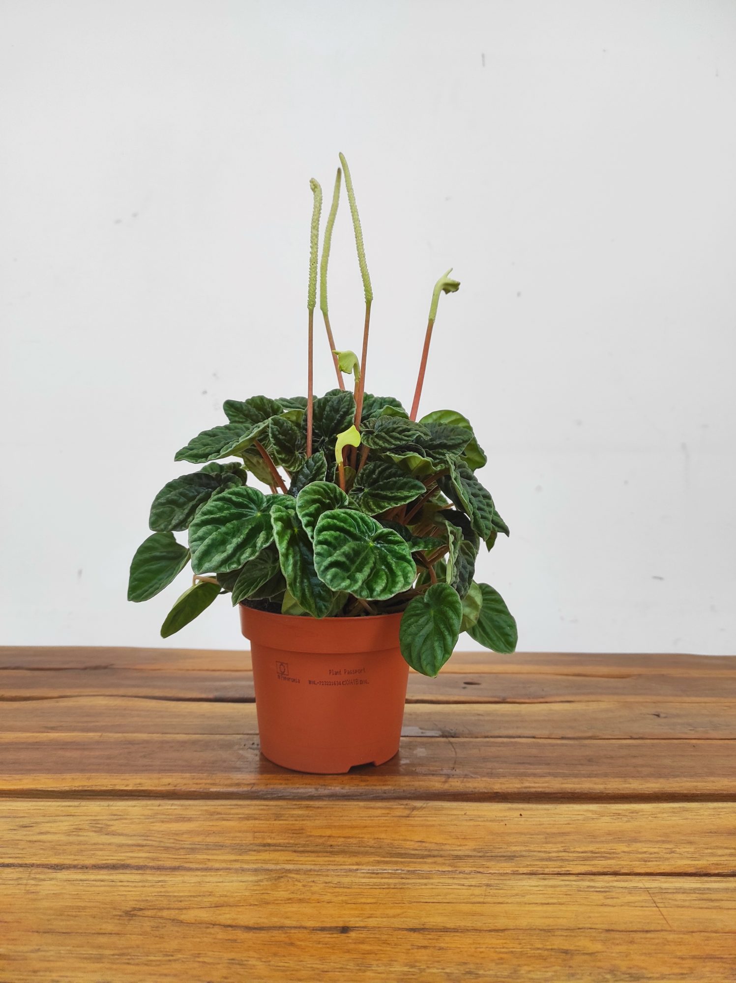 Peperomia Lilian Caperata - Image 2