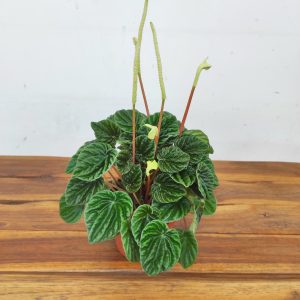 Peperomia Lilian Caperata